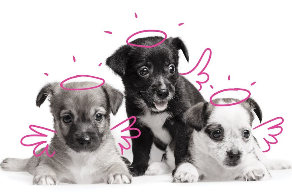 Pojištění psů a koček PetExpert na jaře vstoupí na slovenský trh