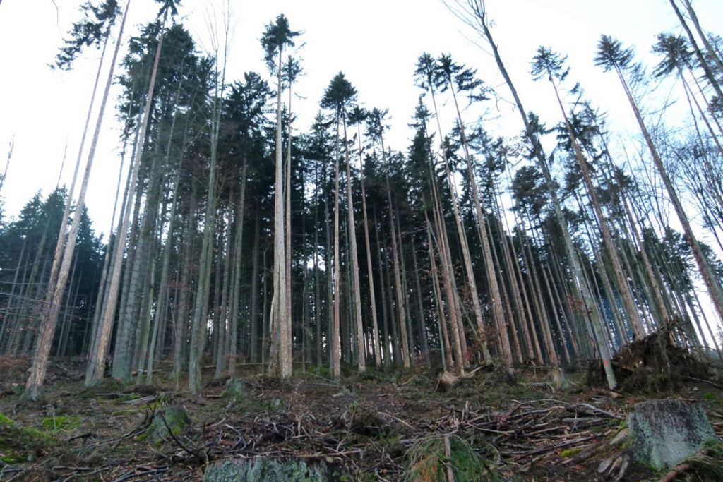 V bezzásahové části Boubína Lesy ČR nikdy nekácely a kácet nebudou