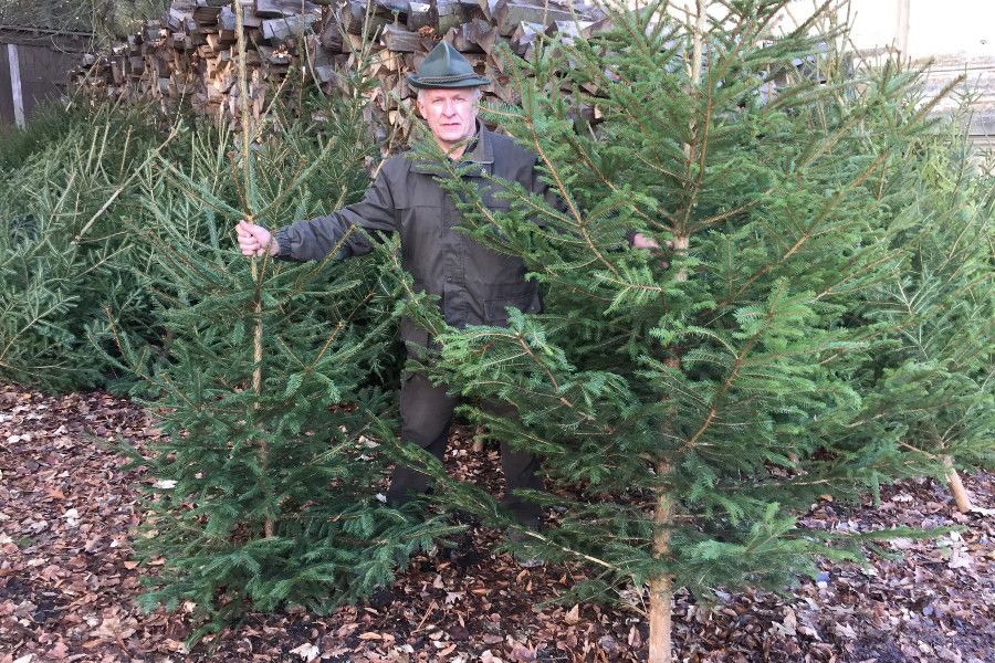 Lesy ČR chystají vánoční stromky do nemocnic