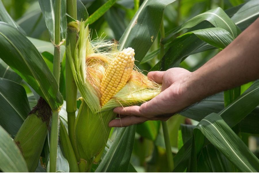 Bonduelle i přes krizi hlásí meziroční růst. Rostou konzervy a mražené produkty