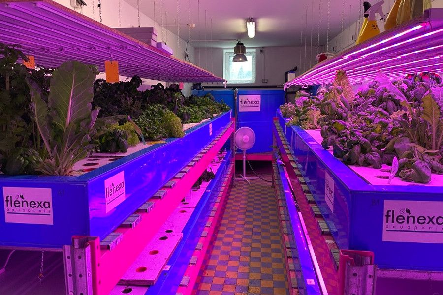 Křehké rovnováze akvaponických farem pomohou řasy