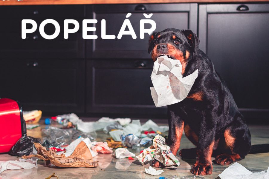 E-shop Spokojený Pes dosáhl v roce 2021 téměř 575 milionového obratu