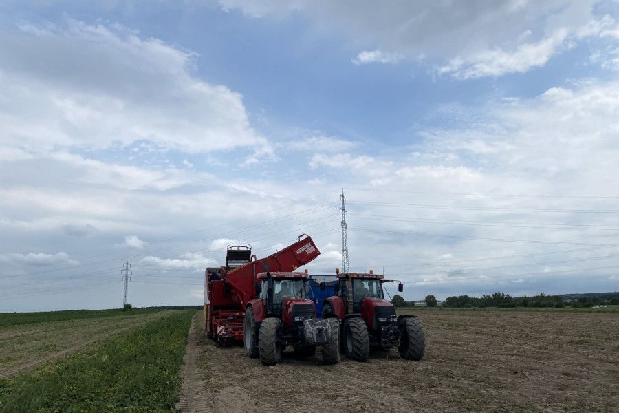 Začíná sezóna raných brambor, sklizeň zeleniny je v plném proudu
