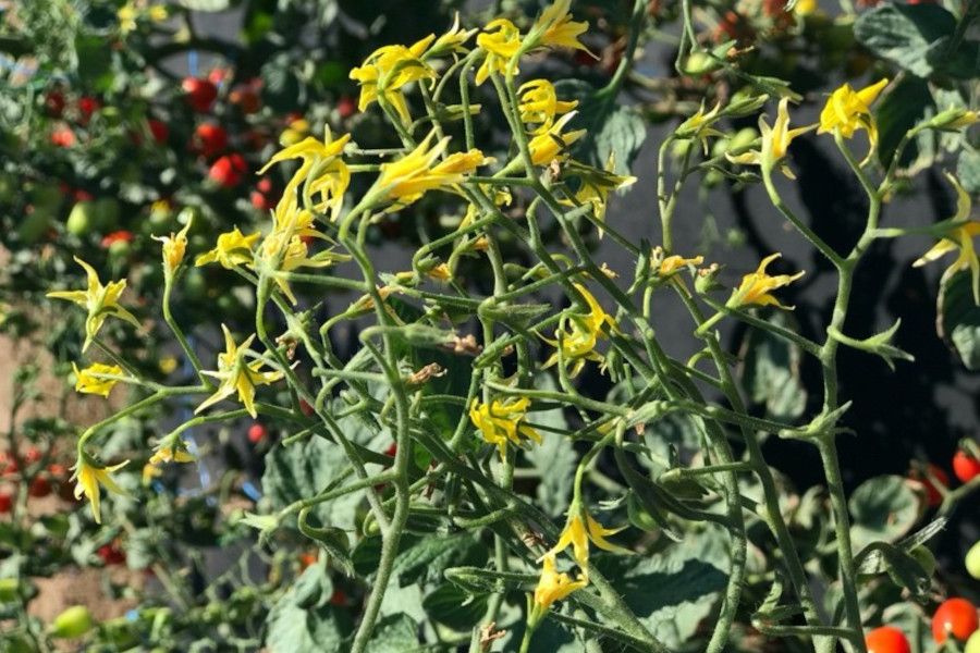 Česko-slovenský projekt pomůže pěstitelům zeleniny zavčas odhalit škůdce