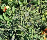 Česko-slovenský projekt pomůže pěstitelům zeleniny zavčas odhalit škůdce